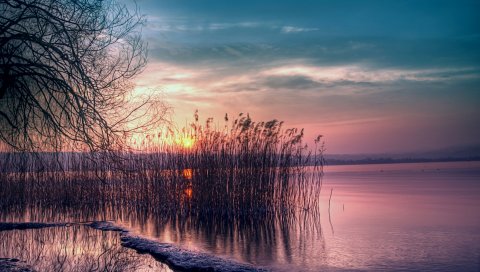 тростника, водохранилище, закат, берег, вечер, ива, дерево , ветвь