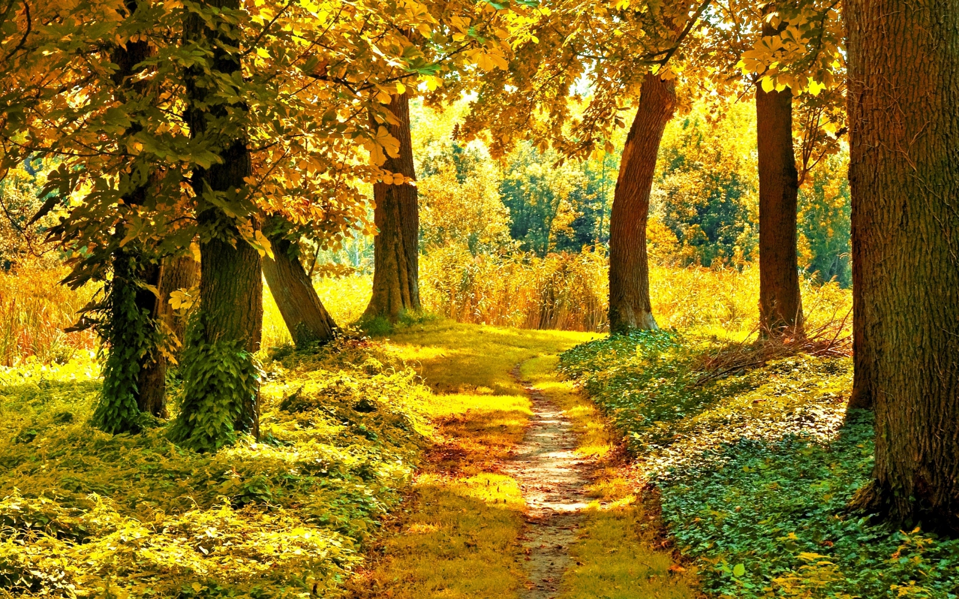 Картинки Трек, деревья, растительность, ранняя осень, сентябрь фото и обои на рабочий стол