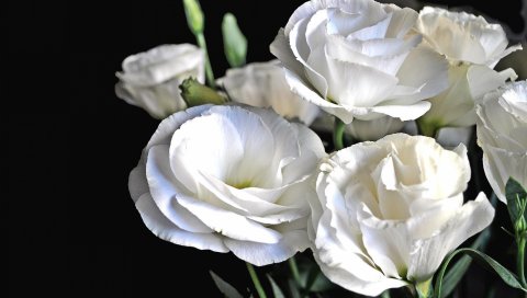 Lisianthus russell, цветы, белый, букет