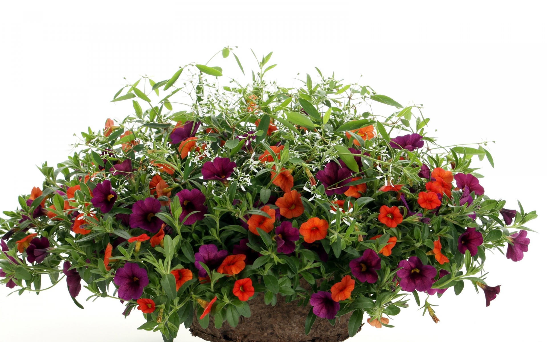 Картинки Petunia, яркий, цветы, горшки, белый фон фото и обои на рабочий стол