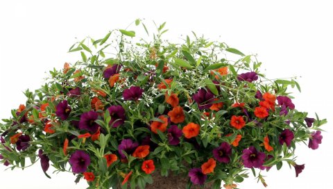 Petunia, яркий, цветы, горшки, белый фон