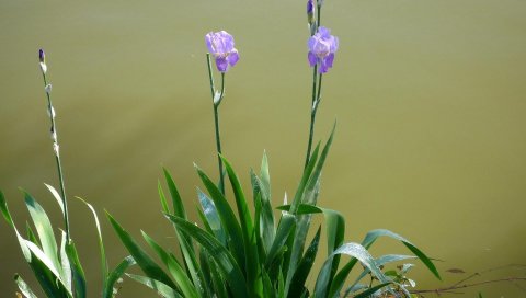 Ирисы, клумба, цветы, резкость