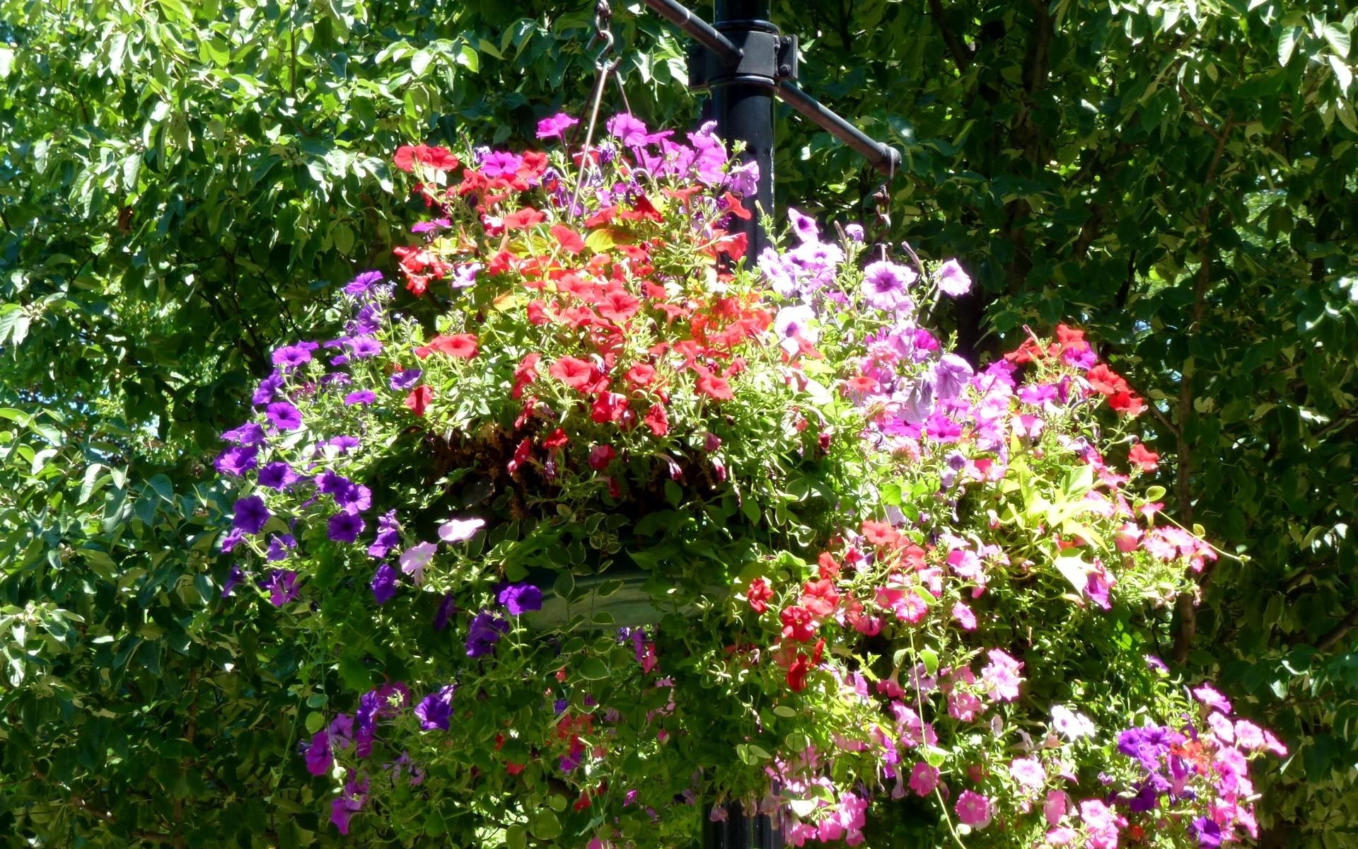 Картинки Петуния, цветы, горшки, травы, деревья фото и обои на рабочий стол