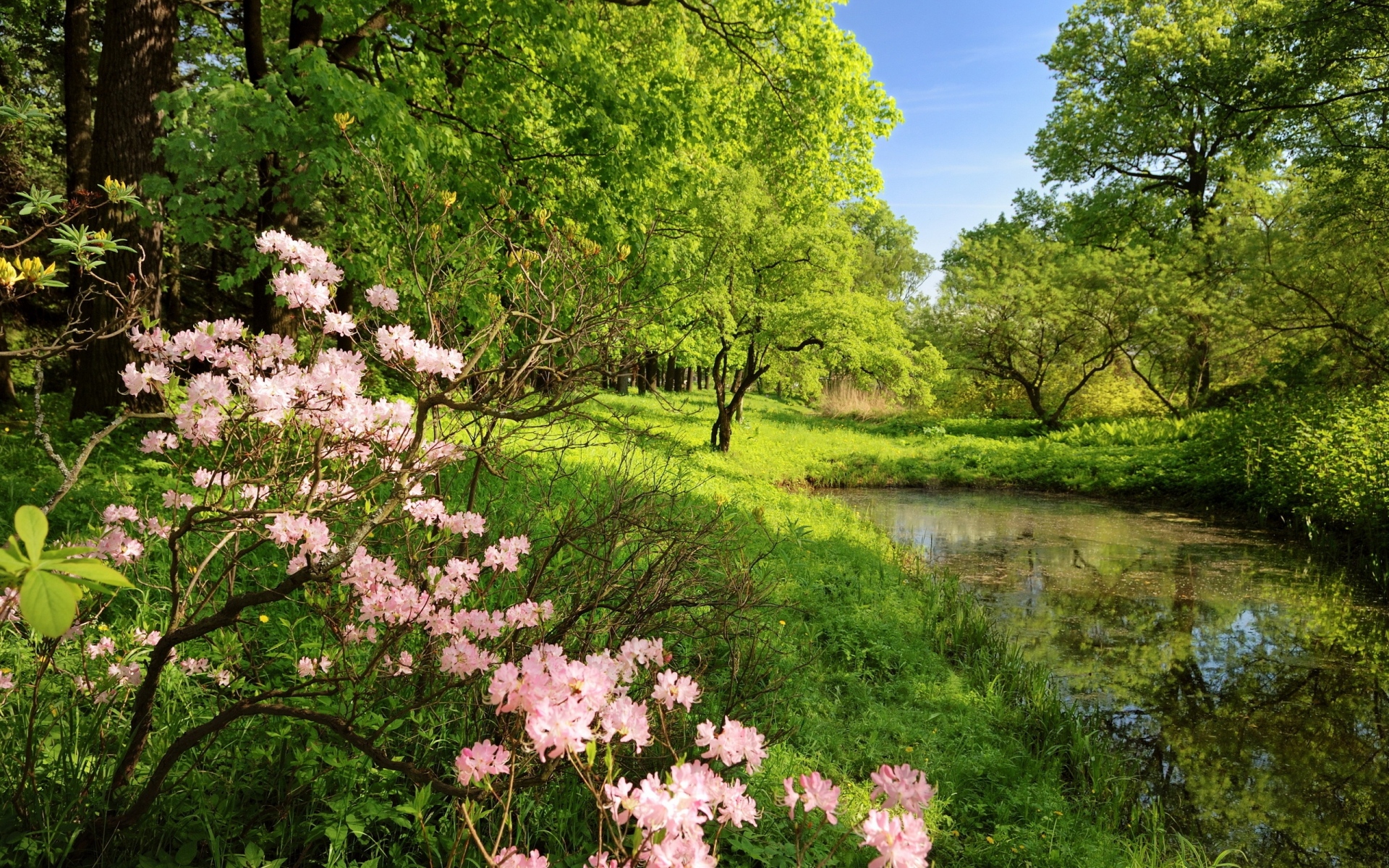 Картинки Весна, ветки, цвета, дерево, деревья, пруд, вода, зеленый, тени, ясно фото и обои на рабочий стол