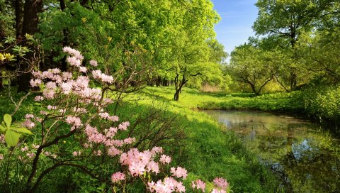 Весна, ветки, цвета, дерево, деревья, пруд, вода, зеленый, тени, ясно