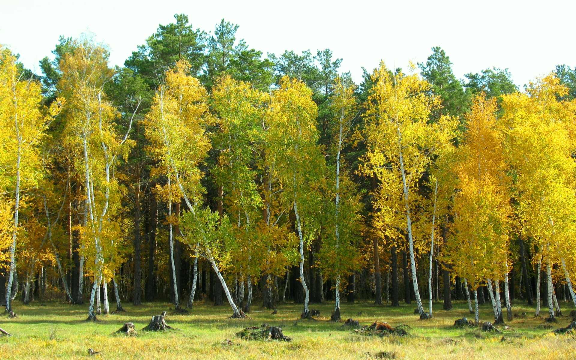 Картинки Осень, арыкбалык, лес, пейзаж фото и обои на рабочий стол