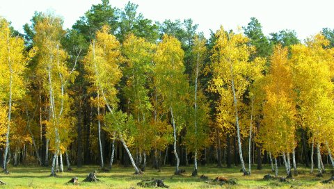 Осень, арыкбалык, лес, пейзаж