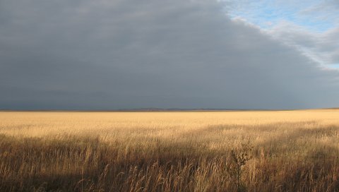 Без полей, поле, пшеница, сбор урожая, горизонт, свобода, небо