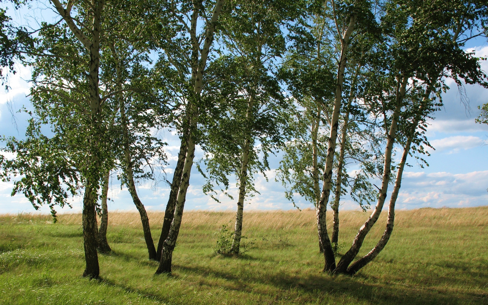 Картинки Пейзаж, поле, луг, трава, зеленый, лето, июль, казахстан фото и обои на рабочий стол