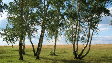 Пейзаж, поле, луг, трава, зеленый, лето, июль, казахстан