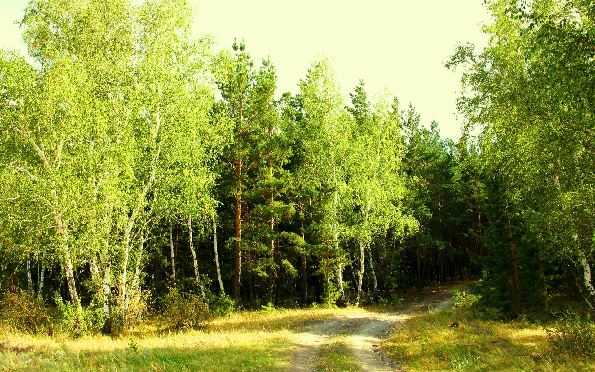 Летне зеленые леса. Смешанный Уральский лес опушка. Береща. Опушка леса Левитан. Березово-лиственничный лес. Летний лес Лужского района.