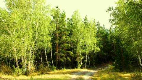 Лес, пейзаж, лето, зеленый, природа, луг, прерия, тропа, береза