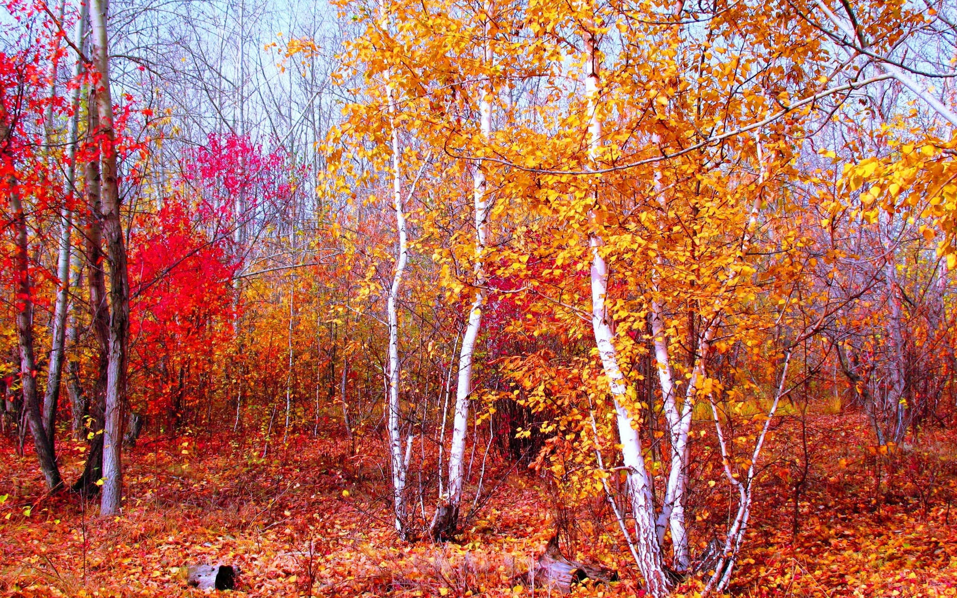 Картинки Малиновый, золотой, красный, осень, природа, деревья, листья, октябрь, лес, тишина, клен фото и обои на рабочий стол