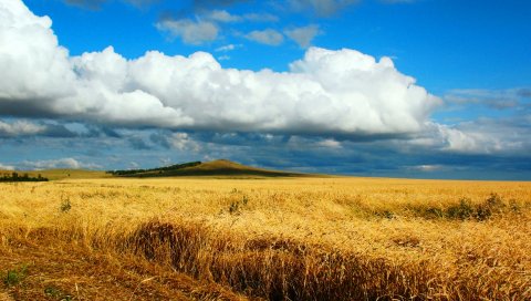 Поле, пшеница, осень, уборка, казахстан, петропавловск, небо, облако, дистанция, бесконечность