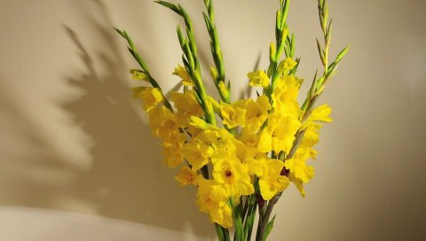 гладиолусы, желтый, букет, ваза, стены