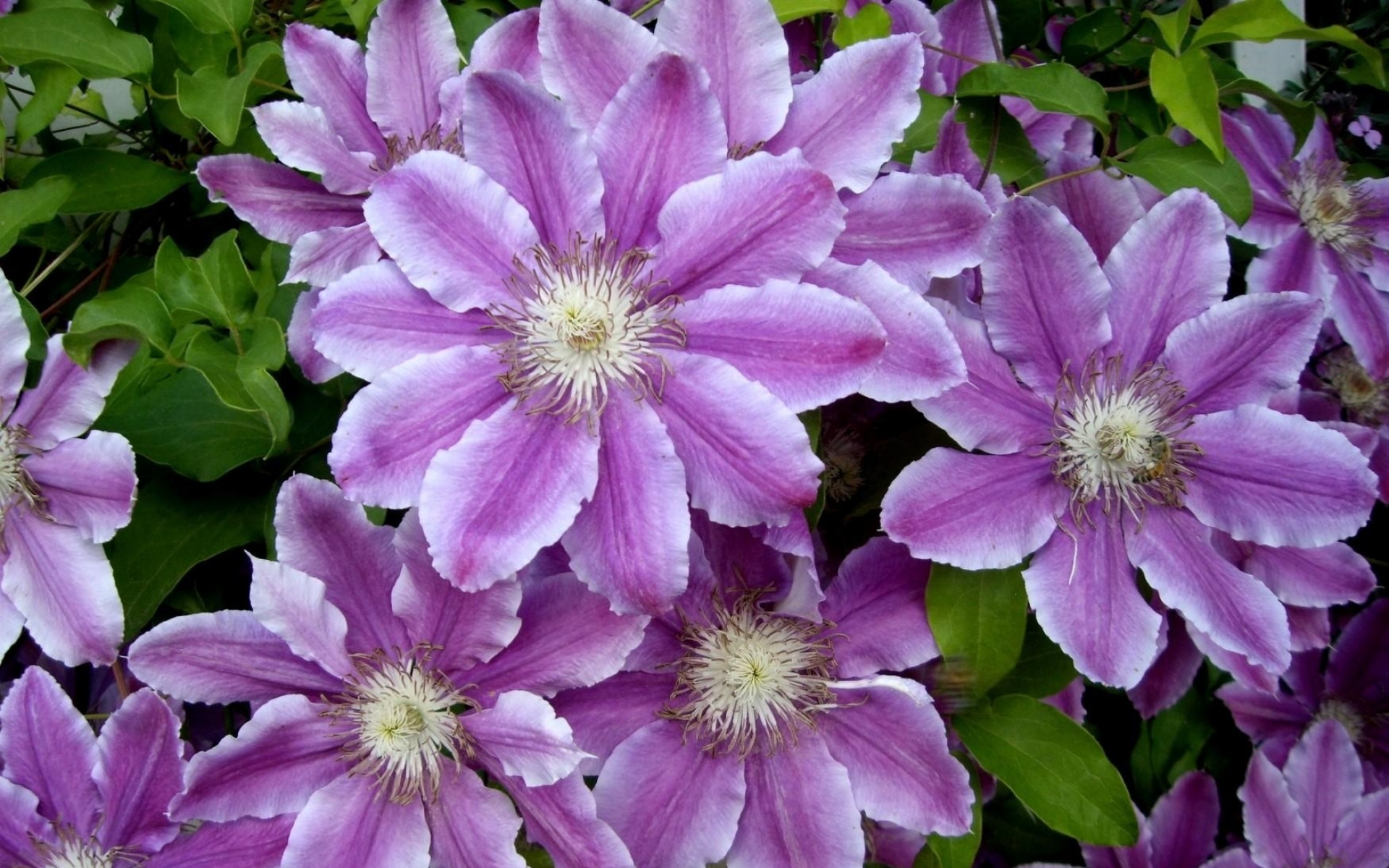 Сорта клематисов с описанием и фото цветущих все лето