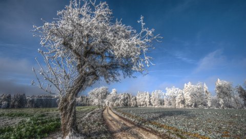 дерево, дорога, иней, седые волосы, холод, мороз, ноябрь, поле, трава, небо, синий, свежесть