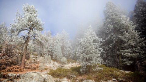 дерева, туман, хвойные, дымка, камни, перерыв
