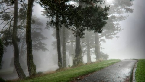 путь, асфальт, мокрые, дерева, туман, густая, дымка, страшно
