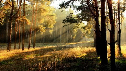 дерева, поляна, свет, солнце, лучи, молодняк, край, рассвет