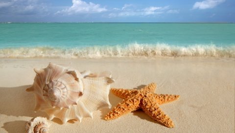 ракушки, морские звезды, раковины, берег, море, пляж, лазурная, горизонт