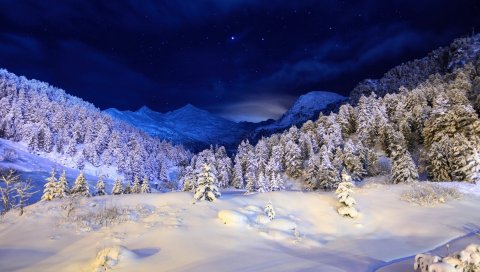 зима, снег, покрытие, ночь, свет, дерева, хвойные , звезды, темно - синий, белый