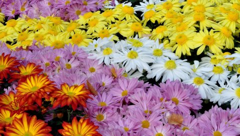 хризантемы, цветы, красочные, разнообразие, многие
