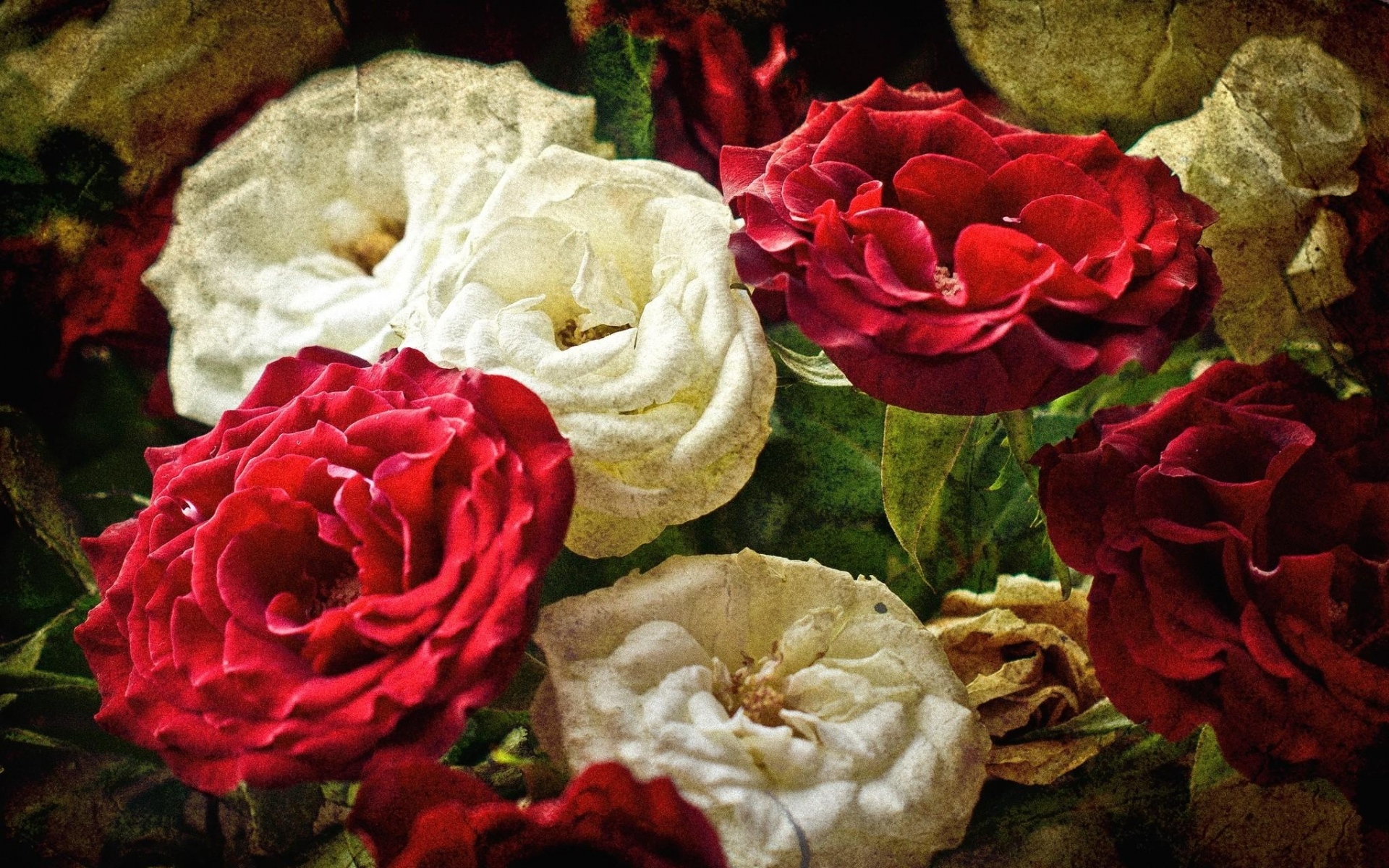 Картинки розы, цветы, белый, красный, картина фото и обои на рабочий стол