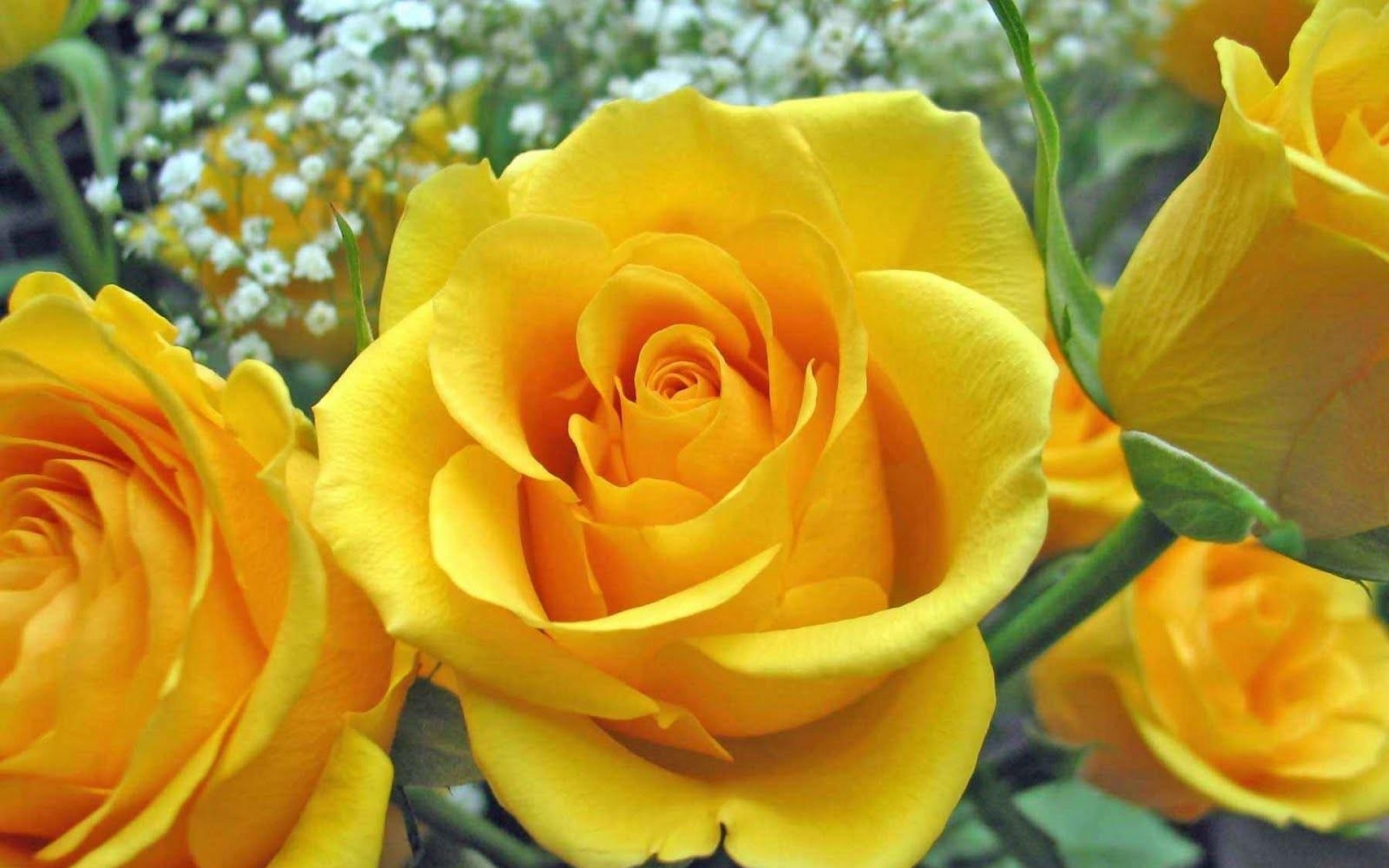 Желтые розы в саду