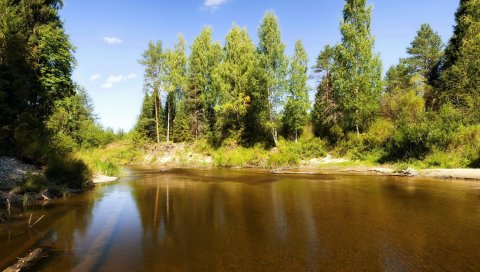 Озеро, деревья, бревна, под водой, солнечно, лето