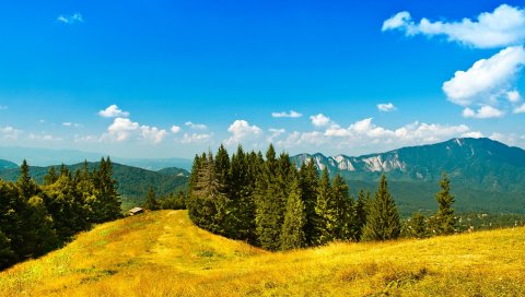 Горы, желтый, солнечно, ясно, деревья, хвойные, небо, синий, свежесть