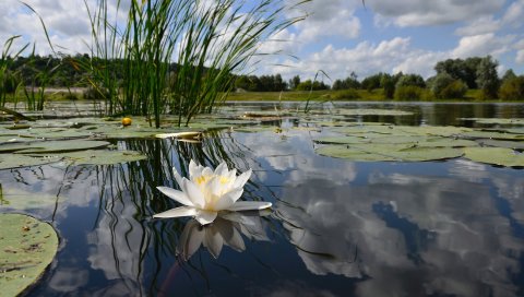 Вода-лилия, озеро, отражение, облака, зеркало, цветок, лилия