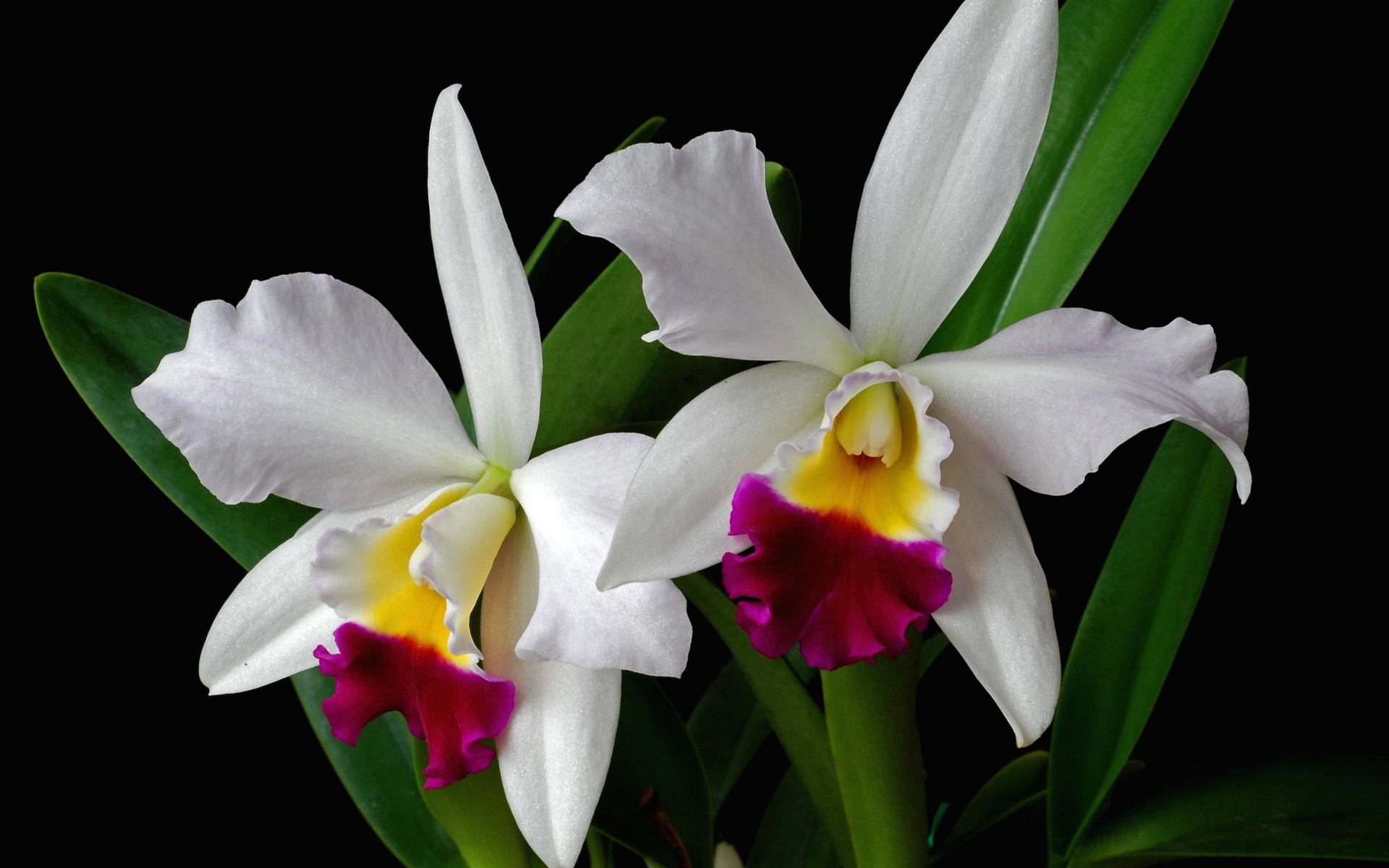 Картинки Орхидея, цветок, экзотика, лист, двухцветный фото и обои на рабочий стол
