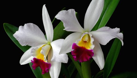 Орхидея, цветок, экзотика, лист, двухцветный