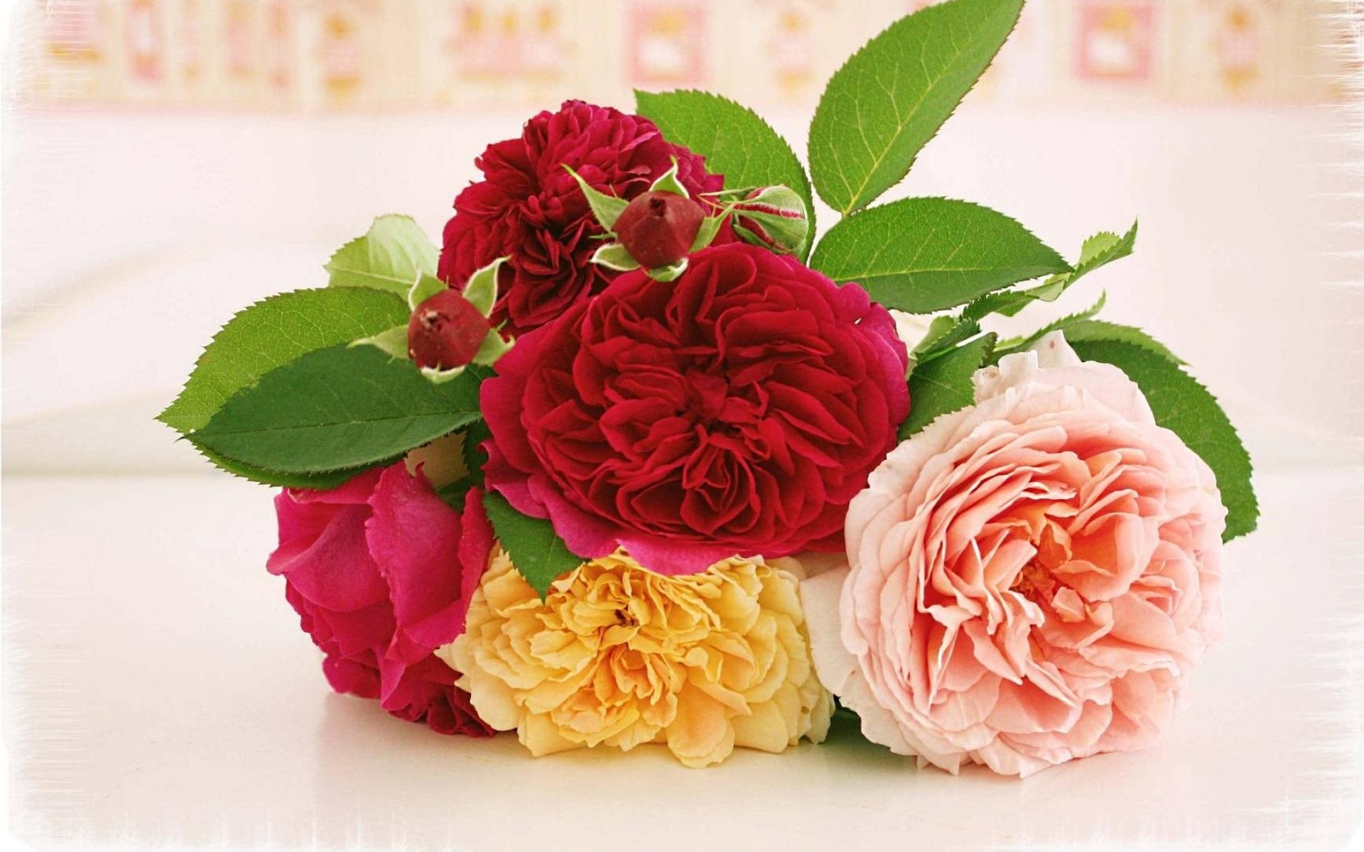 Картинки Розы, цветы, листья, цветок, ложь, размытие фото и обои на рабочий стол