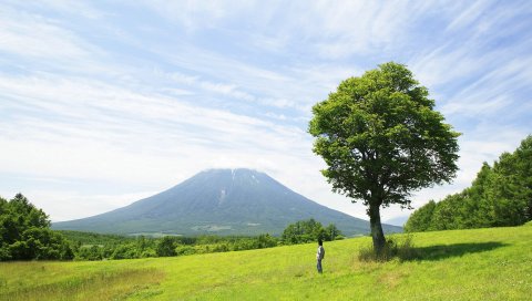 Дерево, гора, человек, fujiyama, вулкан, поле