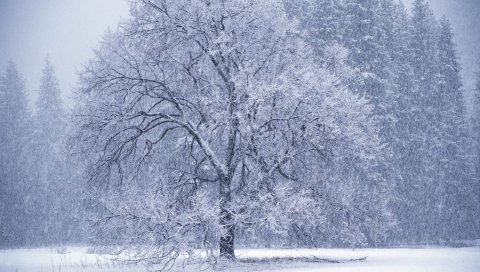 Деревья, снегопад, зима, иней