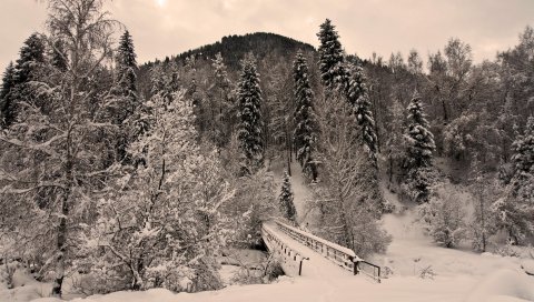 Зима, деревья, иней, мост, снег, ужасно, мрачный, вес