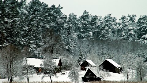 лож, деревья, могучий, зима, снег