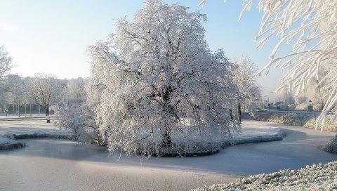 дерево, иней, пруд, замороженный, лед, поверхность, зима, ивовые