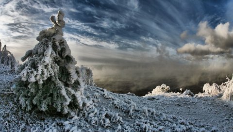 ель, снег, вес, небо, облако, чернота , пар, зима