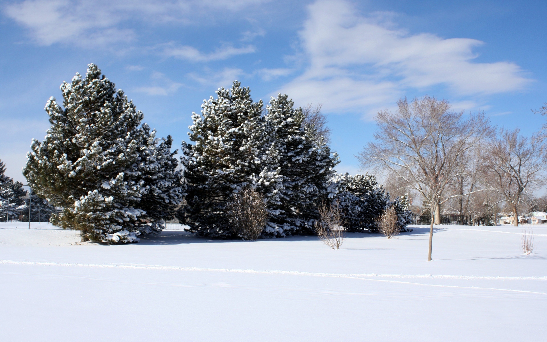 Картинки поляна, снег, зима, деревья, небо, синий, сосны, развалившись, ветви, ковровое покрытие, ясно фото и обои на рабочий стол