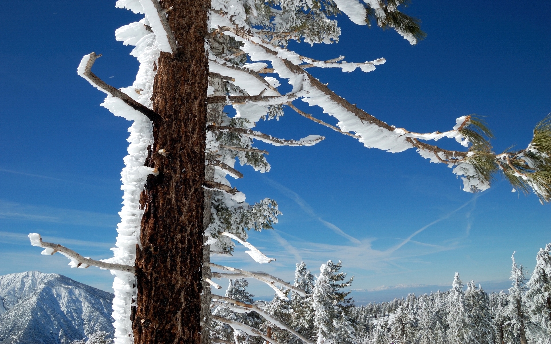 Картинки дерево, ветки, снег, небо, синий, зима, север, юг, ствол фото и обои на рабочий стол
