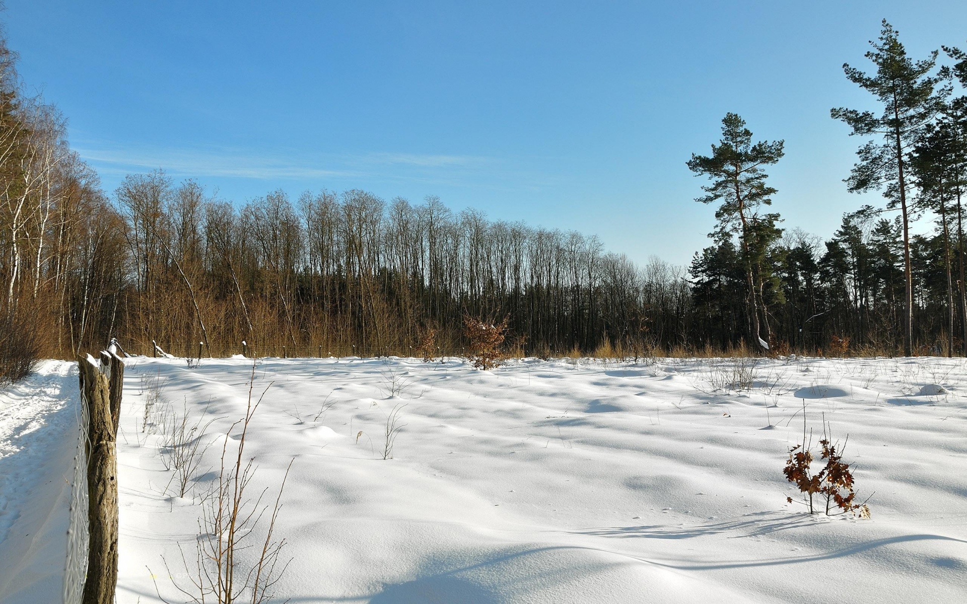 Картинки поле, зима, снег, защита, деревья, небо, лазурное,ясно, тени, лезвия фото и обои на рабочий стол