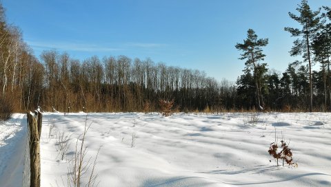 поле, зима, снег, защита, деревья, небо, лазурное,ясно, тени, лезвия