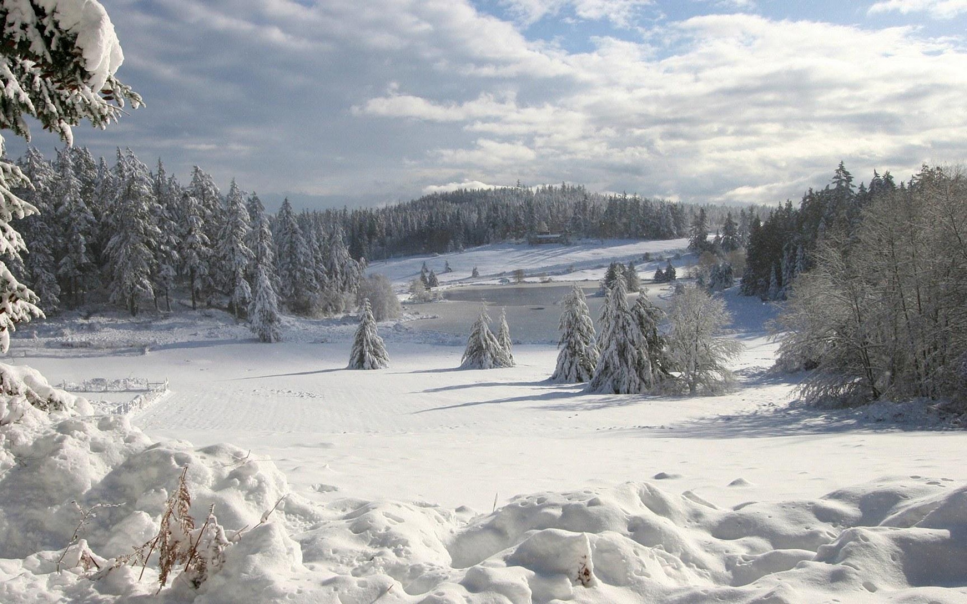 Картинки поле, зима, снег, елки, крышка, наряд, сугробы, облако, небо, лес, рыхлая фото и обои на рабочий стол