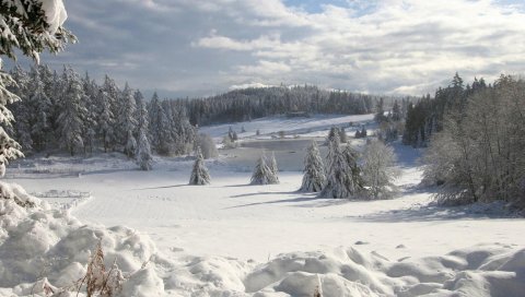 поле, зима, снег, елки, крышка, наряд, сугробы, облако, небо, лес, рыхлая