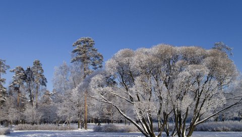 деревья, ветви, развалившись, зима, снег, небо, четко
