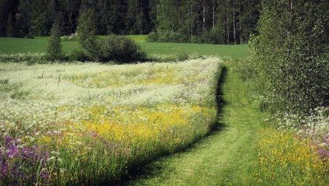поле, травы, цветы, лето, дерева, путь, июнь