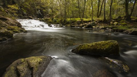 река, камни, мох, ручей, лес, вода, прозрачная, тень